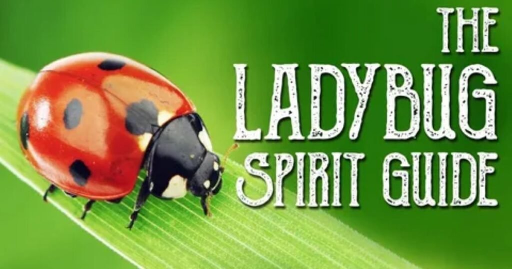 Ladybugs-as-Divine-Spiritual-Guides.