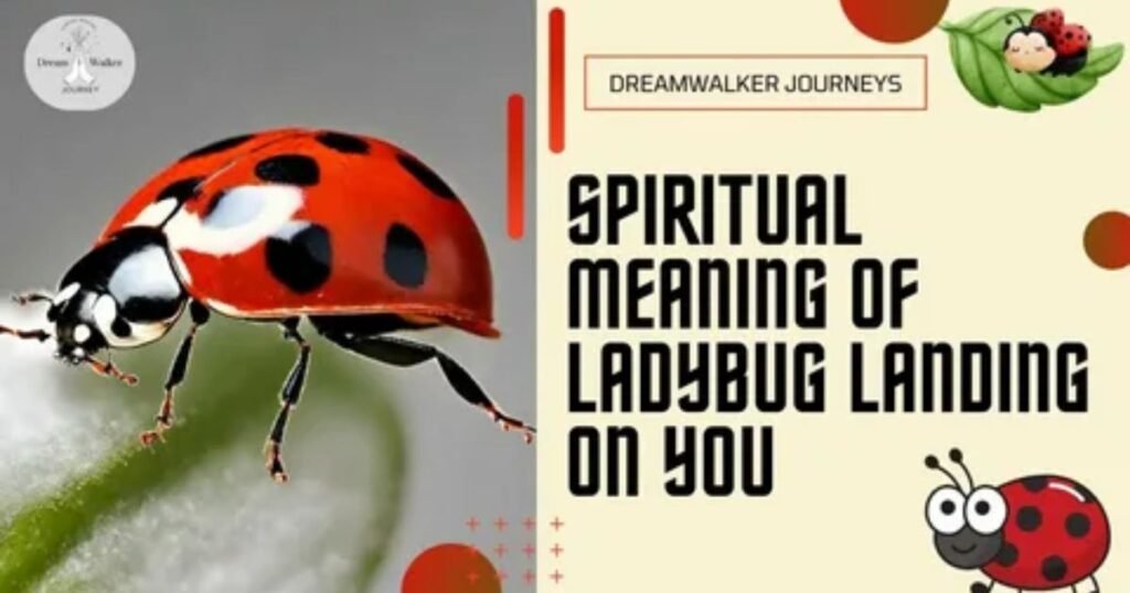 The-Divine-Spiritual-Meaning-of-Ladybugs.