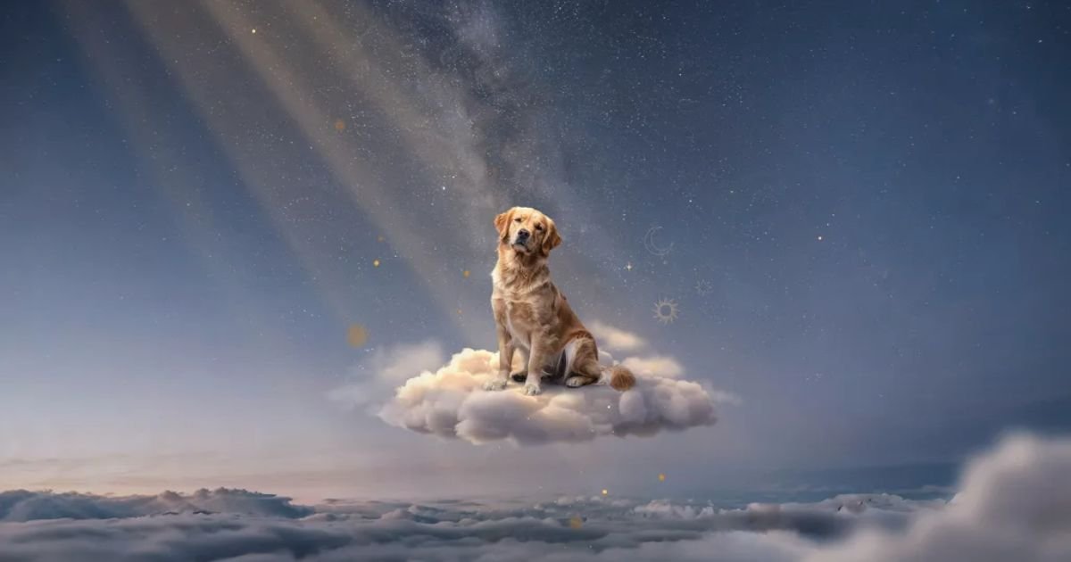 Dreaming-of-a-Lost-or-Abandoned-Puppy.
